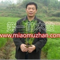 濕地松容器苗