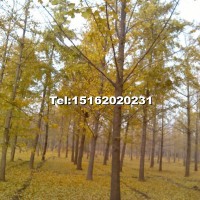 銀杏嫁接樹(shù)