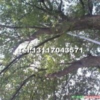 野生大規(guī)格樟樹