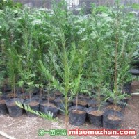 紅豆杉小苗
