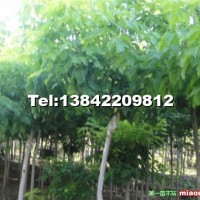 金葉復(fù)葉槭