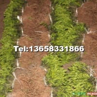 曼地亞紅豆杉苗