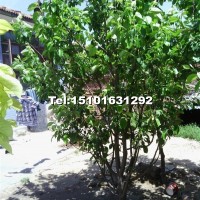 八棱海棠樹(shù)