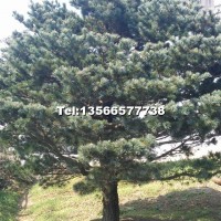 五針?biāo)?/></a>
<div><a href=