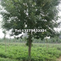 白蠟一級(jí)樹(shù)