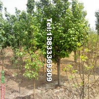 八棱海棠樹(shù)