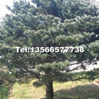 五針?biāo)?/></a>
<div><a href=