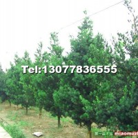 臺(tái)灣羅漢松