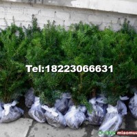 曼地亞紅豆杉幼苗