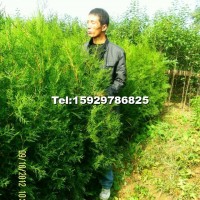 營(yíng)養(yǎng)缽側(cè)柏