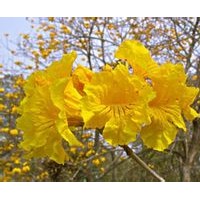 黃花風(fēng)鈴木