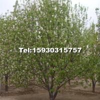 八棱海棠樹(shù)