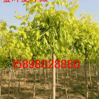 金葉復葉槭大苗