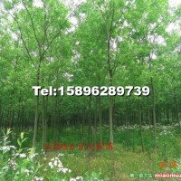柳樹苗木
