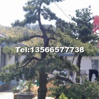 五針?biāo)?/></a>
<div><a href=