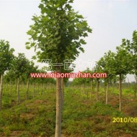 法桐 速生法桐 造型法桐