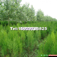 營(yíng)養(yǎng)缽側(cè)柏