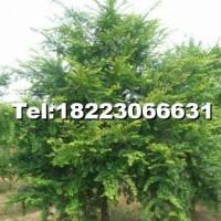 南方紅豆杉大樹