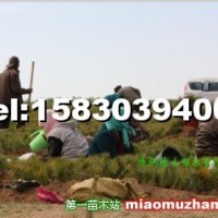 裸根樟子松小苗