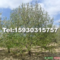 八棱海棠樹(shù)