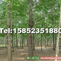 大規(guī)格銀杏樹