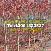 美國紅楓扦插苗