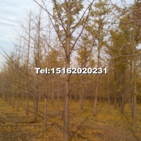 銀杏實(shí)生樹(shù)