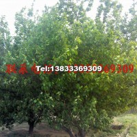 八棱海棠樹(shù)