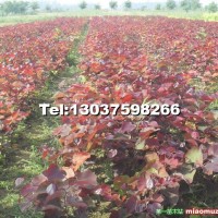 紫葉加拿大紫荊