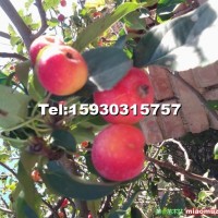 八棱海棠樹(shù)