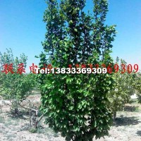 八棱海棠樹