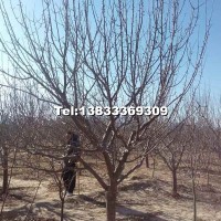 八棱海棠樹(shù)