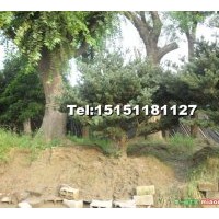 五針?biāo)?/></a>
<div><a href=