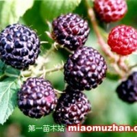 黑樹(shù)莓苗