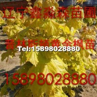 普林斯頓黃金楓小苗