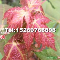 美國(guó)改良紅楓