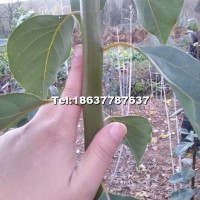 金葉復(fù)葉槭