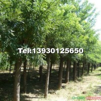 基地常年直供1-12公分國(guó)槐