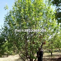 八棱海棠樹(shù)