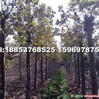 20公分二年冒法桐