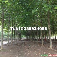 大規(guī)格速生法桐