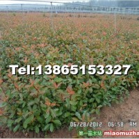 紅葉石楠高桿苗