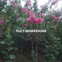 新品種玫紅紫薇