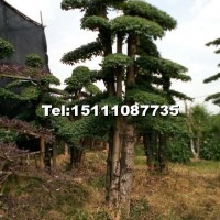 小葉女貞造型樹