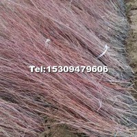 紅柳苗（檉柳）