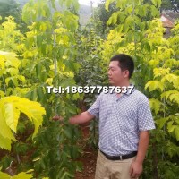 金葉復(fù)葉槭