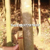 大葉女貞樹(shù)