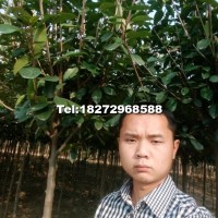 河南高桿紅葉石楠