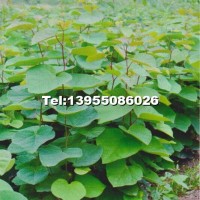 加拿大紫荊小苗