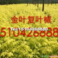 金葉復葉槭小苗